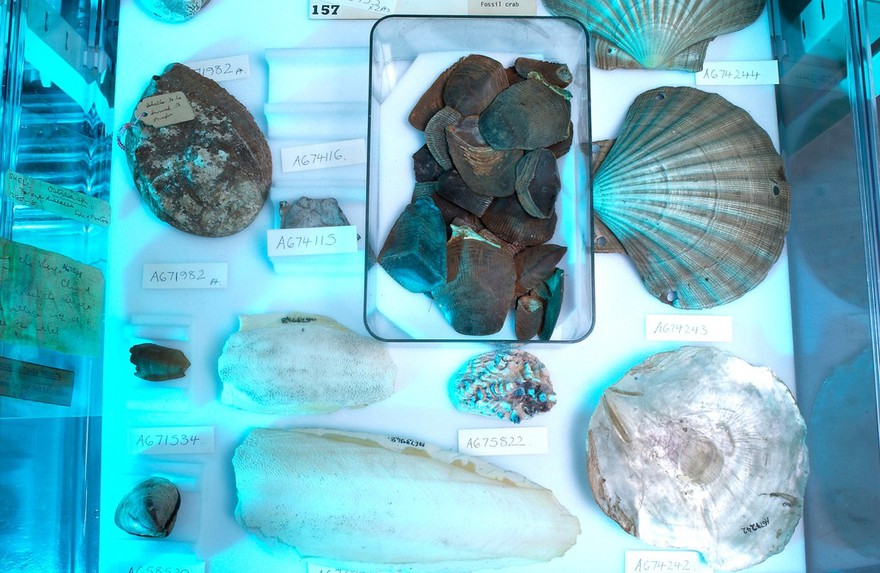 Sselection of shells