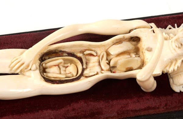 Anatomical model of a pregnant female