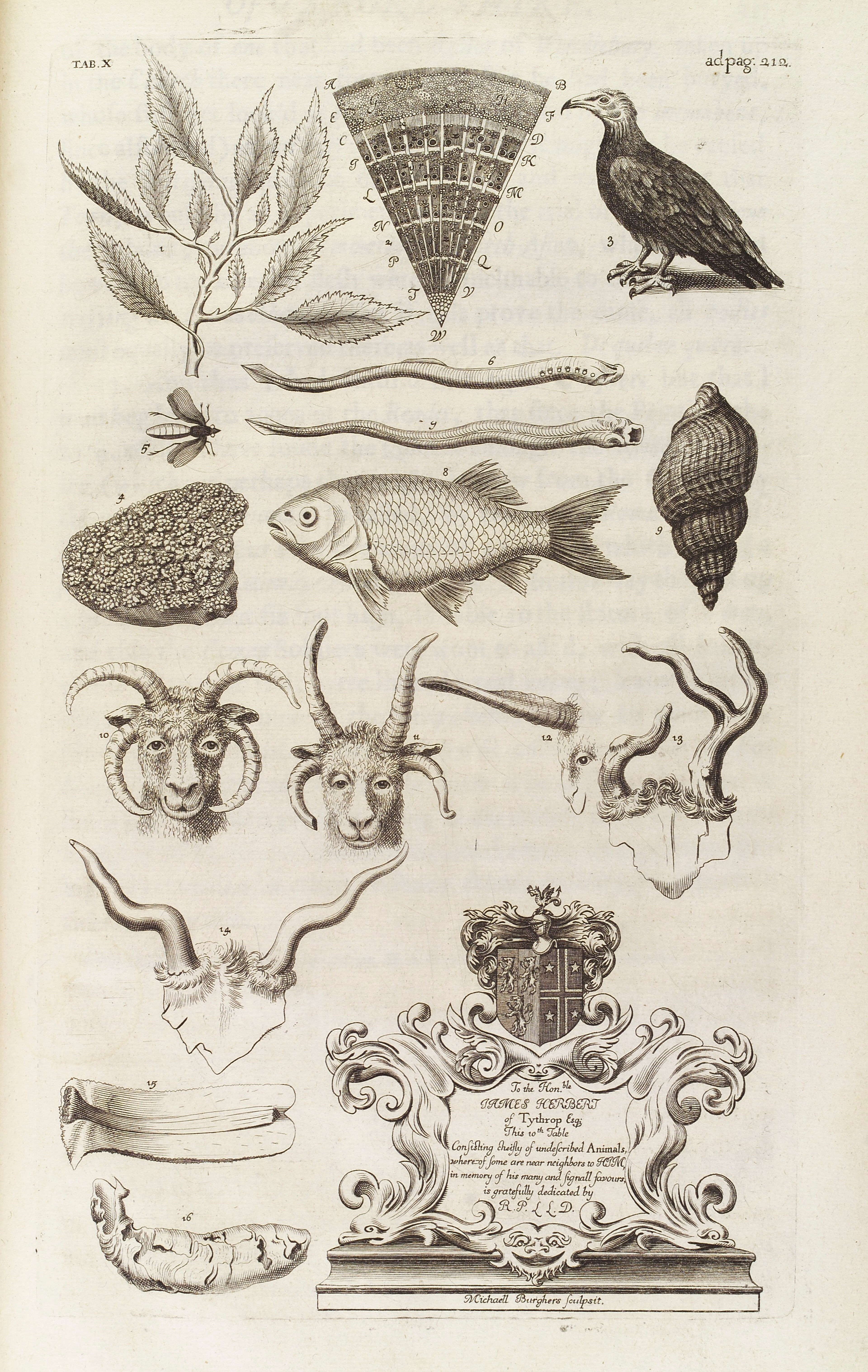 The natural history of Oxford-shire, being an essay toward the natural history of England / By R[ob.] P[lot] LL.D.
