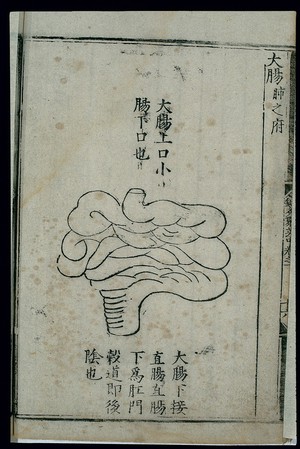 view Anatomy of the large intestine in ancient Chinese medicine