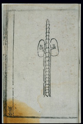 Anatomy of the kidney in ancient Chinese medicine, woodcut