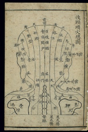 view Channels and acupoints of the back of the head and neck