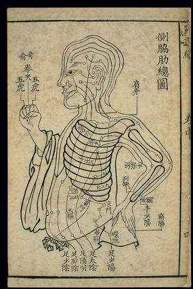 Channels and points of the side of the torso, general chart