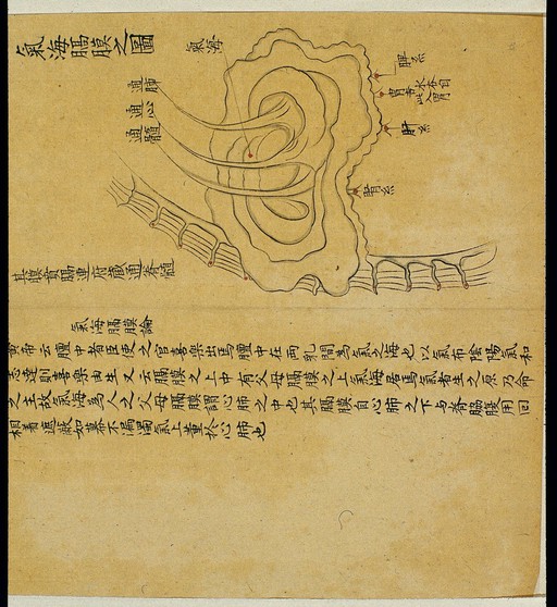 Anatomical drawing: Sea of Qi and diaphragm, Chinese MS