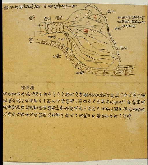 Anatomical drawing: the lungs and heart nexus, Chinese MS
