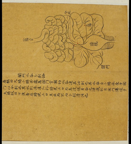 Anatomical drawing: lanmen (ileocoecal conjunction), Chinese