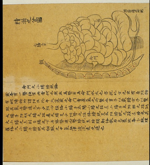 Anatomical drawing: mingmen (r. kidney as 'Portal of Life')