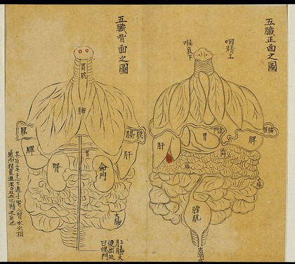 Anatomical drawing: the five viscera, front and back, Chinese