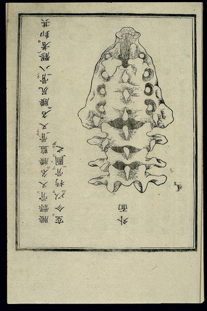 view Anatomical illustration: Lumbar and pelvic bones, Japanese