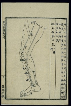 Acu-moxa chart: Spleen channel of foot taiyin in the legs