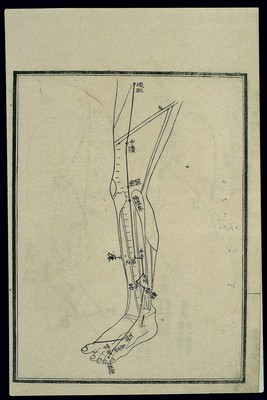 Acu-moxa chart: Liver channel in the lower limbs, Japanese
