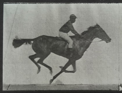 A galloping horse and rider. Collotype after Eadweard Muybridge, 1887.