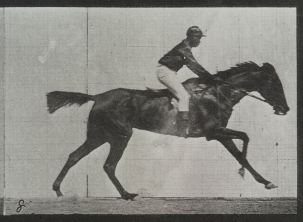 A galloping horse and rider. Collotype after Eadweard Muybridge, 1887.