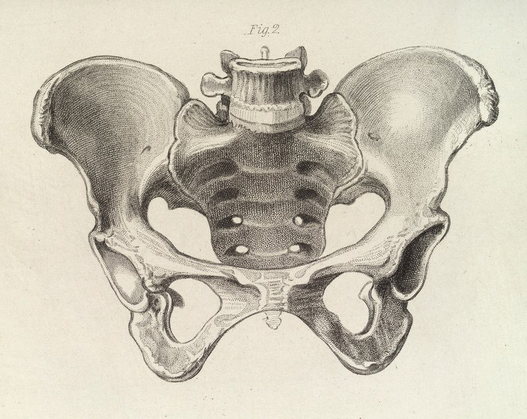 Diagram of the female pelvis | Wellcome Collection