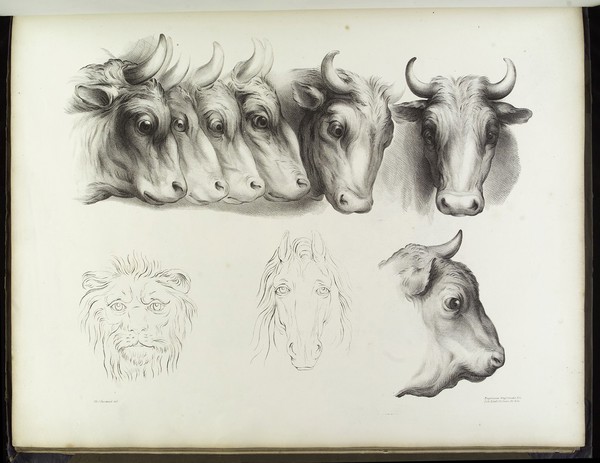 A series of lithographic drawings illustrative of the relation between the human physiognomy and that of the brute creation / From designs by Charles Le Brun: with remarks on the system. [Anon].