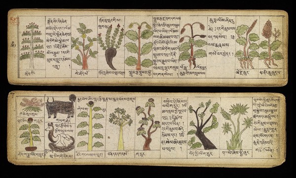 Tibetan plant manuscript