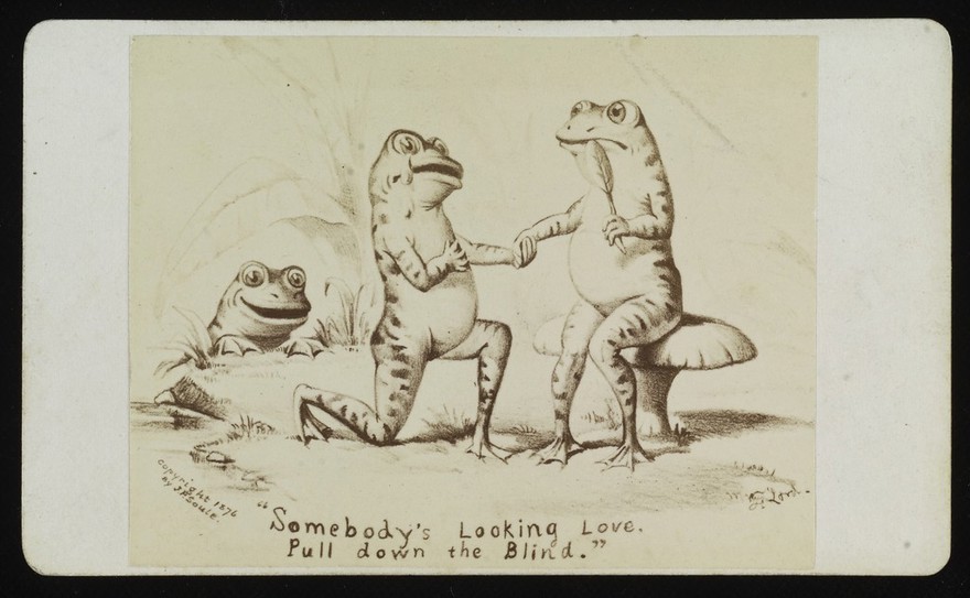 A male and female frog courting, watched by a frog voyeur. Photograph by J.P. Soule, 1876, after a drawing by F(?). Lord.