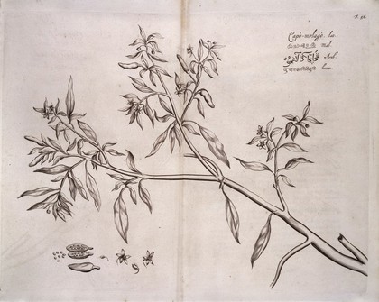 Capo-molago, Hortus Indicus Malabaricus