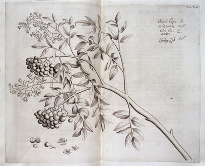 Kari-bepu, Hortus Indicus Malabaricus