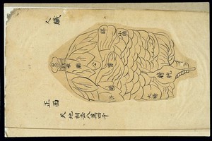 view Internal visualisation chart: Various organs, front view