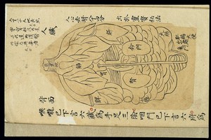 view Internal visualisation chart: Various organs, back view