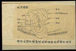 view Internal visualisation chart: Position of qihai and diaphragm