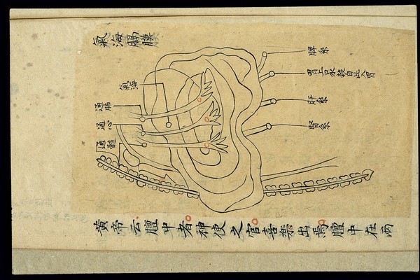 Internal visualisation chart: Position of qihai and diaphragm