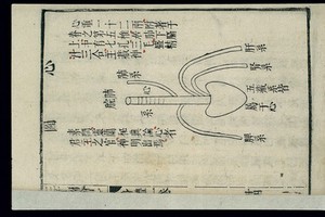 view Chinese woodcut: Form and position of the heart