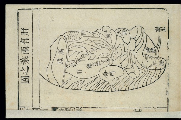 Chinese woodcut: Form and position of the liver