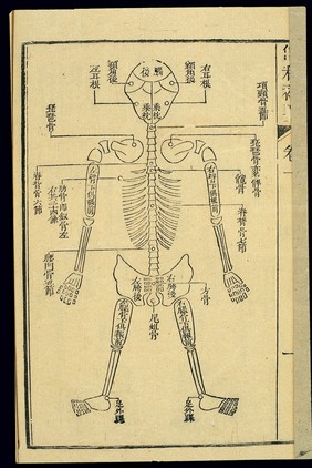 Chinese C19 woodcut: Forensic chart of the skeleton (back)