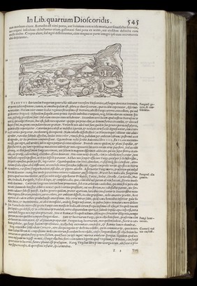 Commentarii secundo aucti, in libros sex Pedacii Dioscoridis Anazarbei de medica materia / Adjectis quam plurimis plantarum, et animalium imaginibus quae in priore editione non habentur, eodem authore. His accessit ejusdem apologia adversus Amathum Lusitanum, quin et censura in ejusdem enarrationes.