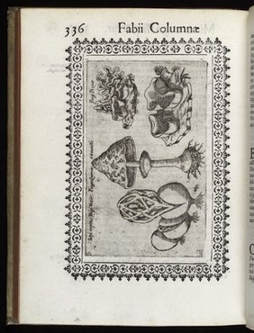 Minvs cognitarvm stirpivm aliqvot, ac etiam rariorvm nostro coelo orientivm [ekphrasis] Qua non paucae ab antiquioribus, Theophrasto, Dioscoride, Plinio, Galeno, alijsqúe memoratae declarantur, officinarum vsui perquam vtiles / Fabio Colvmna avctore. Item, de aquatilibus, aliisque animalibus quibusdam paucis libellus.