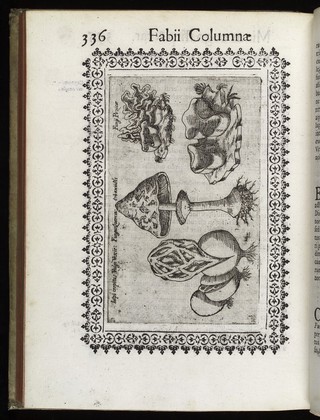 Minvs cognitarvm stirpivm aliqvot, ac etiam rariorvm nostro coelo orientivm [ekphrasis] Qua non paucae ab antiquioribus, Theophrasto, Dioscoride, Plinio, Galeno, alijsqúe memoratae declarantur, officinarum vsui perquam vtiles / Fabio Colvmna avctore. Item, de aquatilibus, aliisque animalibus quibusdam paucis libellus.