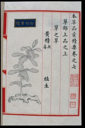 view Chinese Materia Medica illustration, Ming: Huangqin