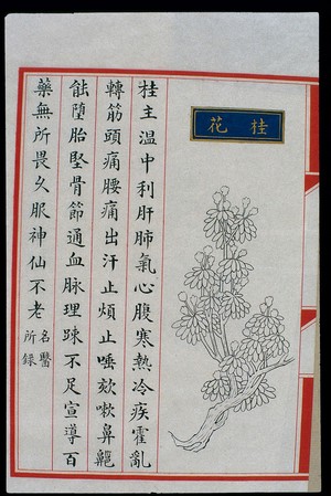 view Chinese Materia Medica illustration, Ming: Cassia blossom