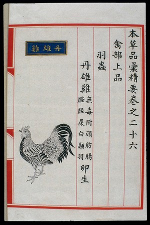 view Chinese Materia Medica illustration, Ming: Red cockerel