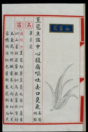 view Chinese Materia Medica illustration, Ming: Alpinia japonica