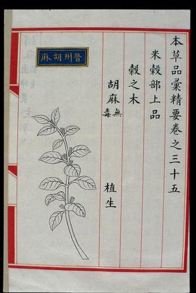 Chinese Materia Medica illustration, Ming: Sesame of Jinzhou