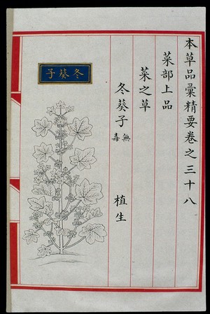 view Chinese Materia Medica illustration, Ming: Cluster mallow