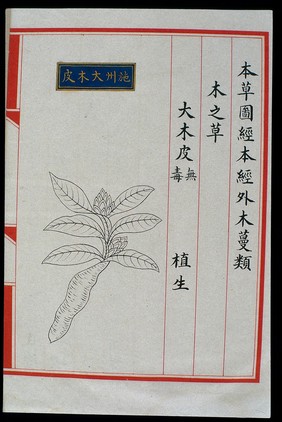 Chinese Materia Medica illustration, Ming: Damupi plant