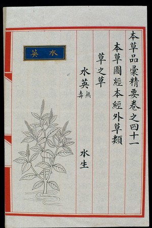 view Chinese Materia Medica illustration, Ming: Oenanthe javanica