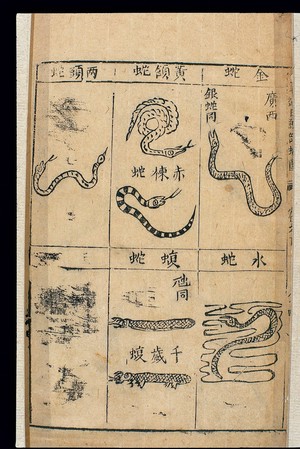 view Bencao Gangmu -- C.16 Chinese materia medica, Snakes