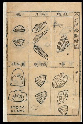 Bencao Gangmu -- C.16 Chinese materia medica, Shellfish