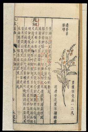 Chinese Materia medica, C17: Plant drugs, Caulis impatientis