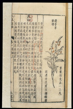 view Chinese Materia medica, C17: Plant drugs, Caulis impatientis