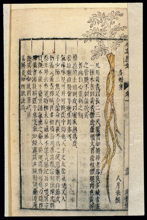 view Chinese Materia medica, C17: Plant drugs, Cattail polle