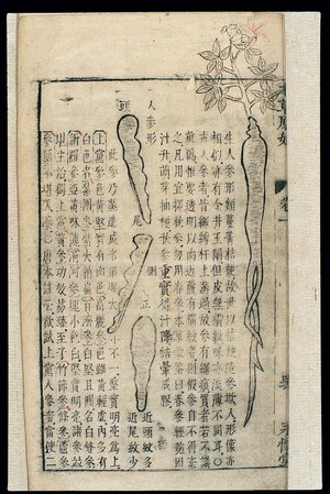 view Chinese Materia medica, C17: Plant drugs, Ginseng