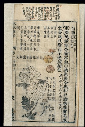 Chinese Materia medica, C17: Plant drugs, Chrysanthemum