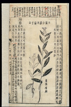 Chinese Materia medica, C17: Plant drugs, Thistles