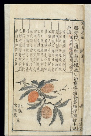 view Chinese Materia medica, C17: Plant drugs, Lichee